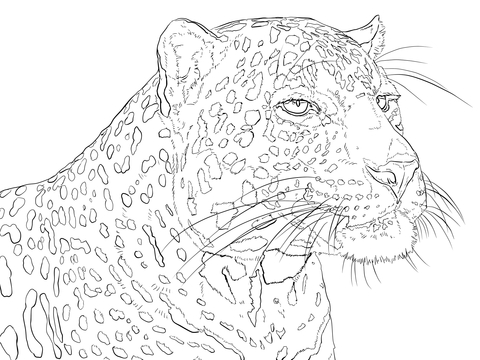 Portrait Of Indian Leopard Coloring Page